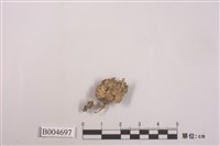 藏品(羊角衣)的圖片
